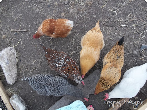 Heritage Chickens {Gypsy Magpie}