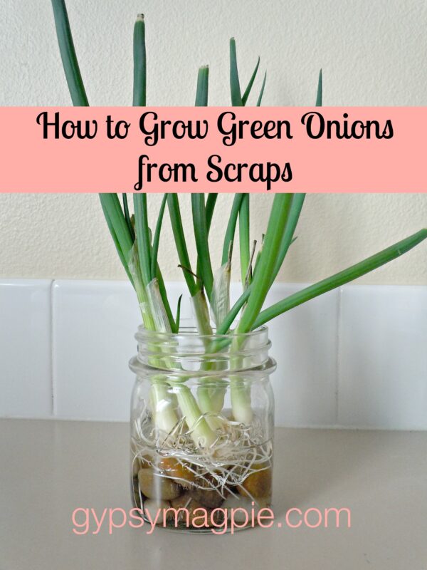 Growing Green Onions from Kitchen Scraps {Gypsy Magpie}