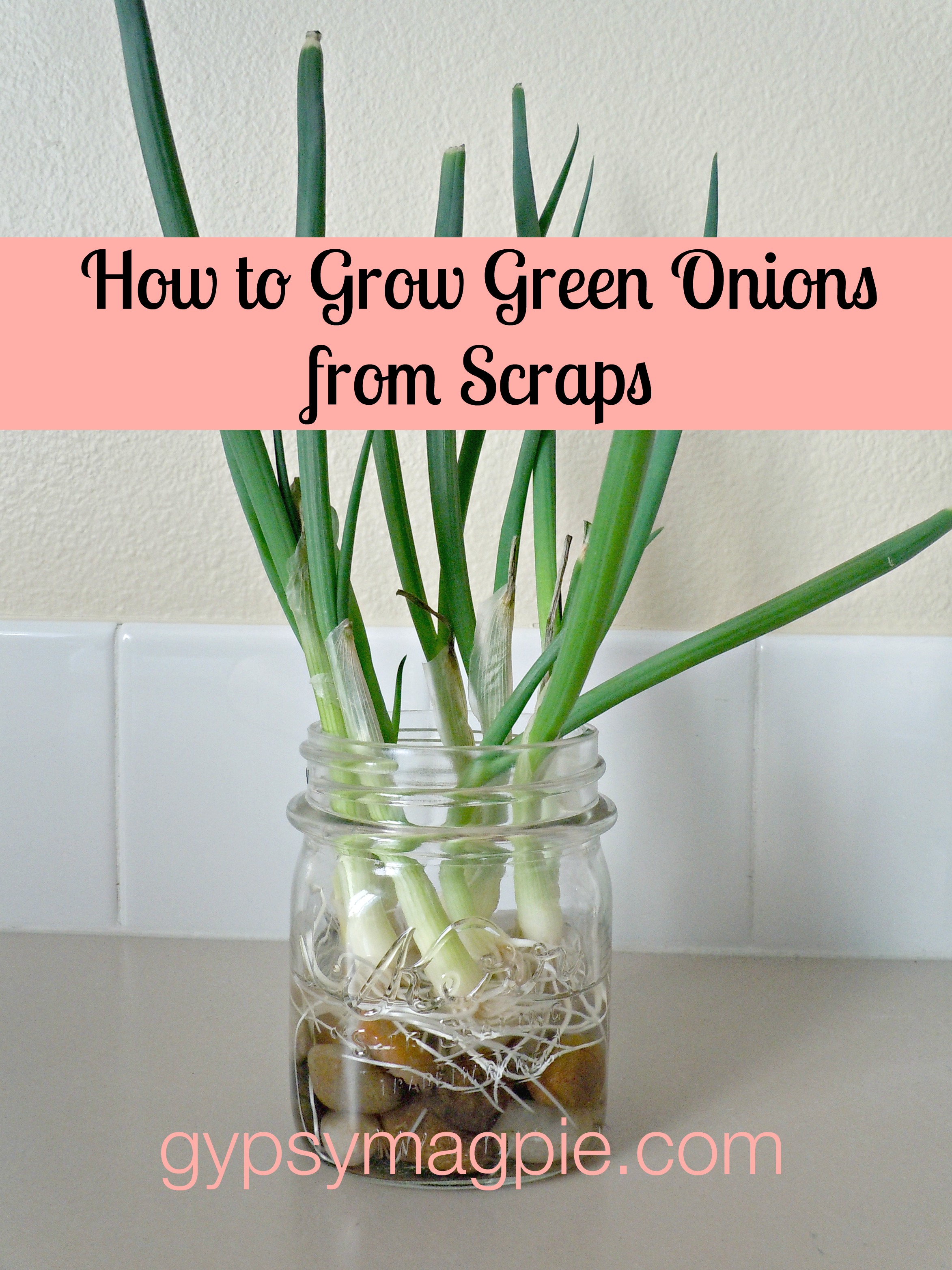 How To Grow Green Onions From Scraps Gypsy Magpiegypsy Magpie,Cellulose In Food Definition