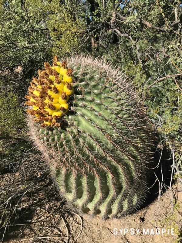 There are some really cool cactus types in Sabino Canyon. I don't know what but I think these barrel ones are so cool! | Gypsy Magpie
