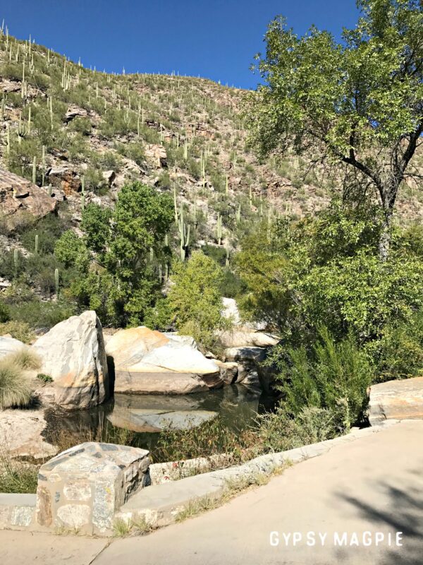 The little pools in Sabino Canyon are a kid's dream! | Gypsy Magpie