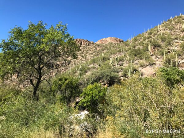 Sabino Canyon, just outside of Tucson, Arizona | Gypsy Magpie
