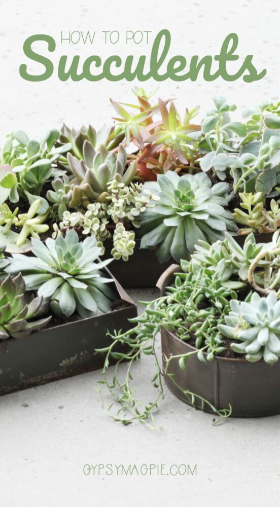 How to pot succulents | Gypsy Magpie