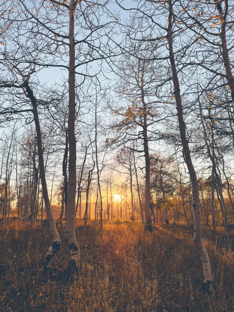 gentle sunlit glimmers in the aspen grove