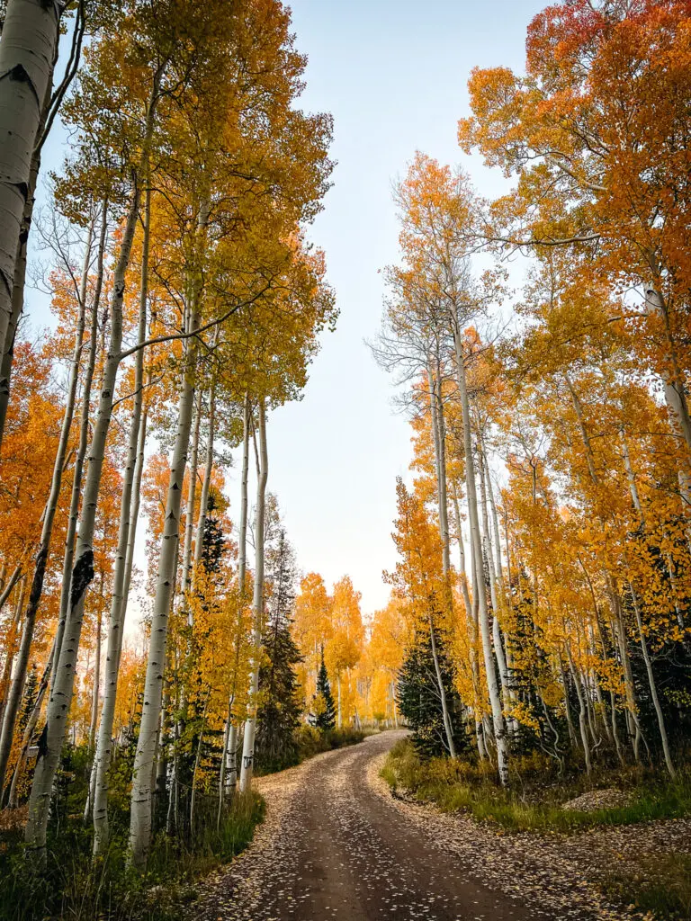 Autumn in the Utah mountains and journal prompts for the season change