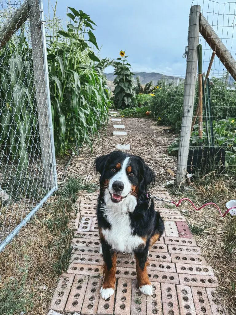 bernese in my garden | gypsy magpie