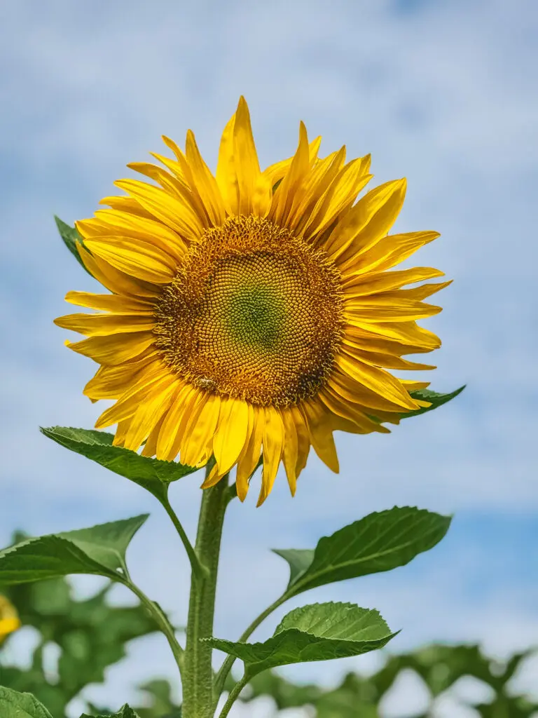 sunflower against a blue sky | gypsy magpie