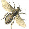 Honeybee {Gypsy Magpie}