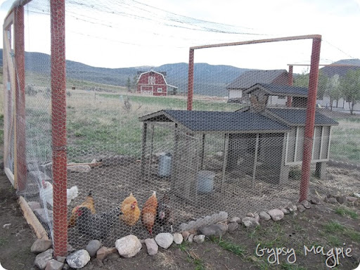 Chickens {Gypsy Magpie}