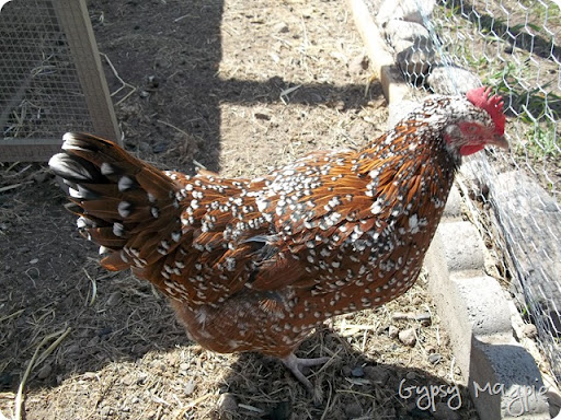 Speckled Sussex {Gypsy Magpie}