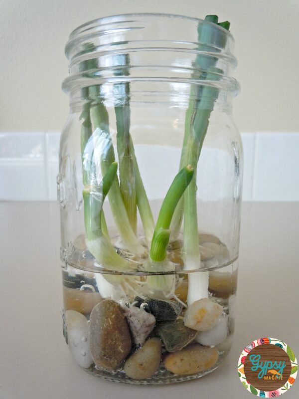 Growing Green Onions from Kitchen Scraps {Gypsy Magpie}