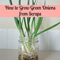 Growing Green Onions from Scraps {Gypsy Magpie}