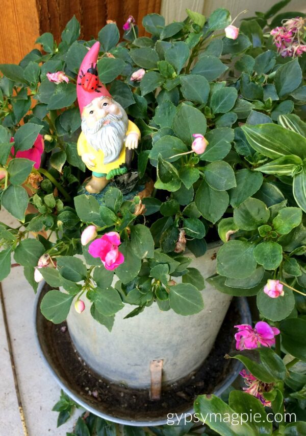 Sharing where I hunt for fairy garden treasures, like this roaming gnome! So much family fun! | Gypsy Magpie