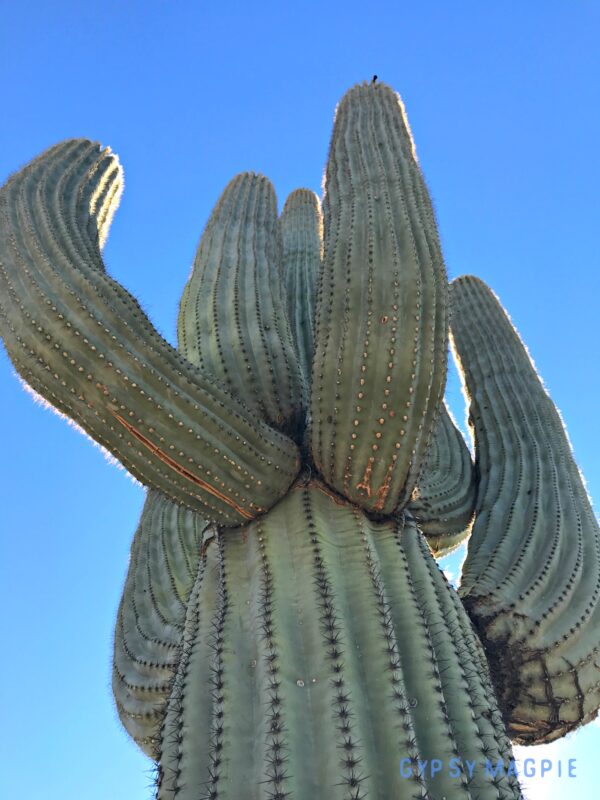 Sabino Canyon outside Tucson, Arizona has some seriously sweet Saguaros! How cool is this big old guy?! | Gypsy Magpie