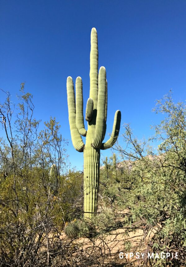 A towering Saguaro cactus in Sabino Canyon. These things are SO COOL! | Gypsy Magpie