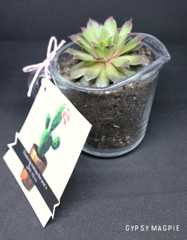 This succulent teacher gift is so cute and easy! 