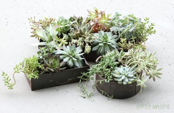 Succulents are such a fun way to perk up a patio! These rusty planters are so darling! | Gypsy Magpie