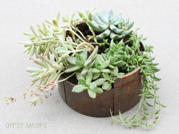 Succulents in a vintage baking tin? Yes please! | Gypsy Magpie