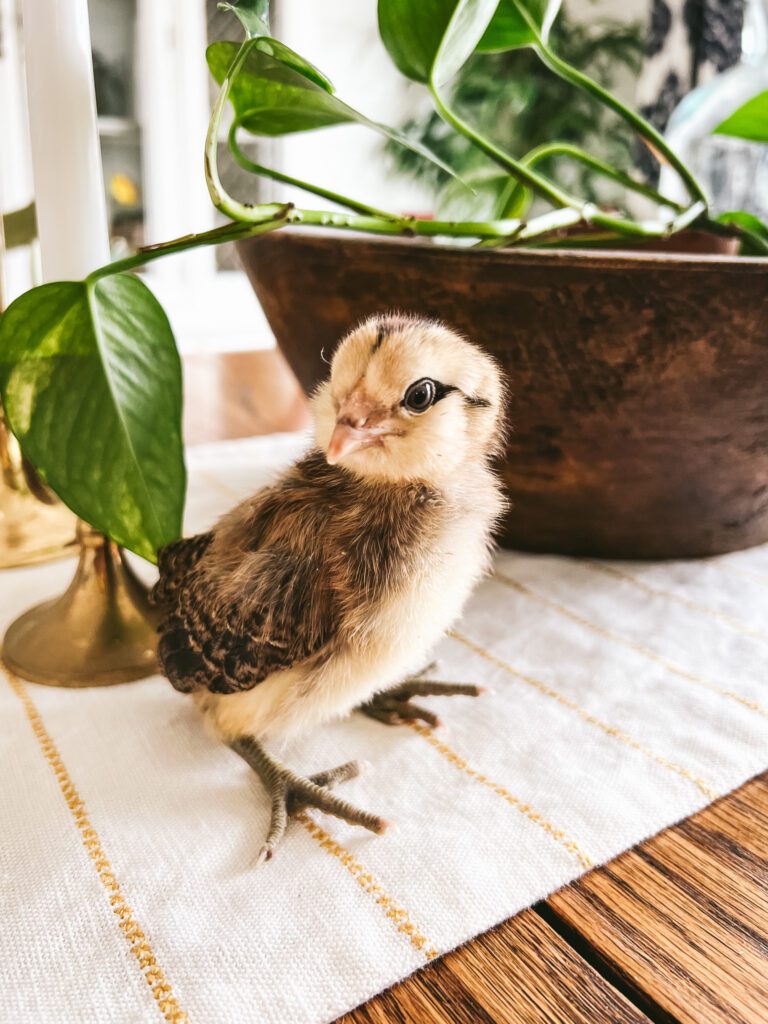 sweet little baby chick