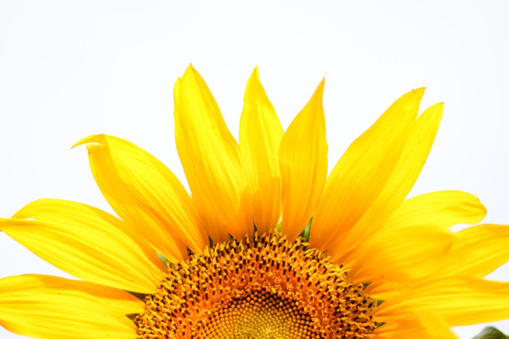 Sunflowers and website redesigns