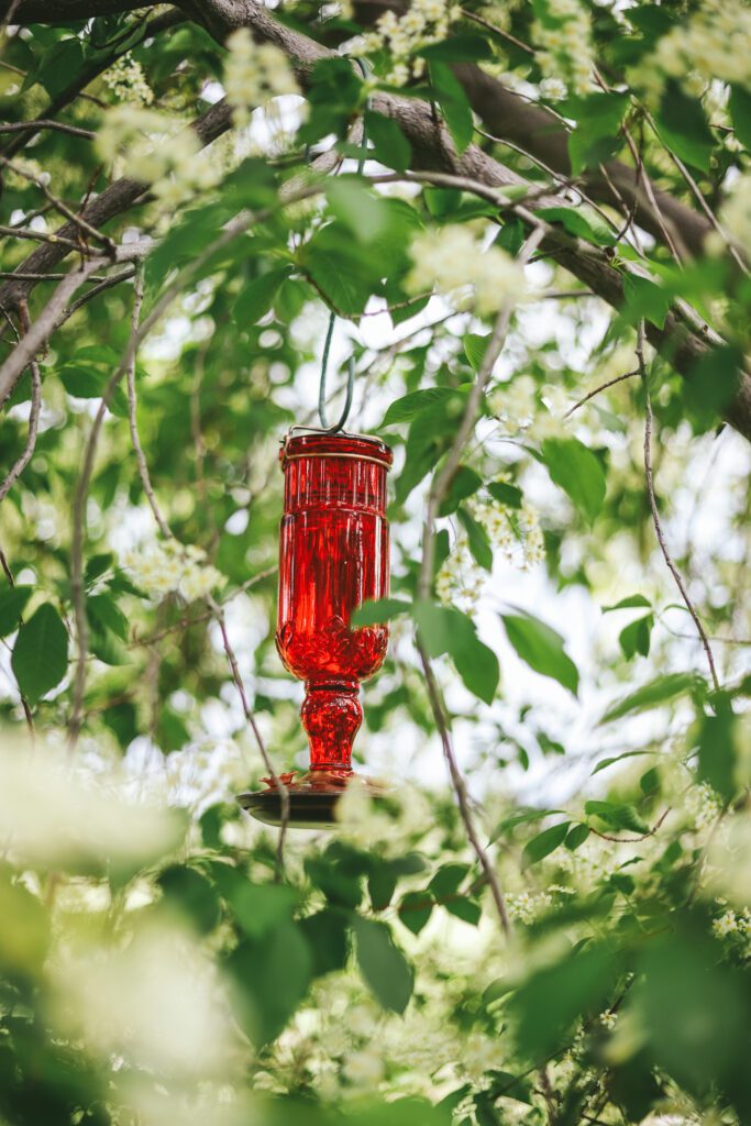 A pretty red glass hummingbird feeder in a tree of blossoms