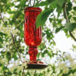 Bring in hummingbirds with a red glass feeder and homemade food