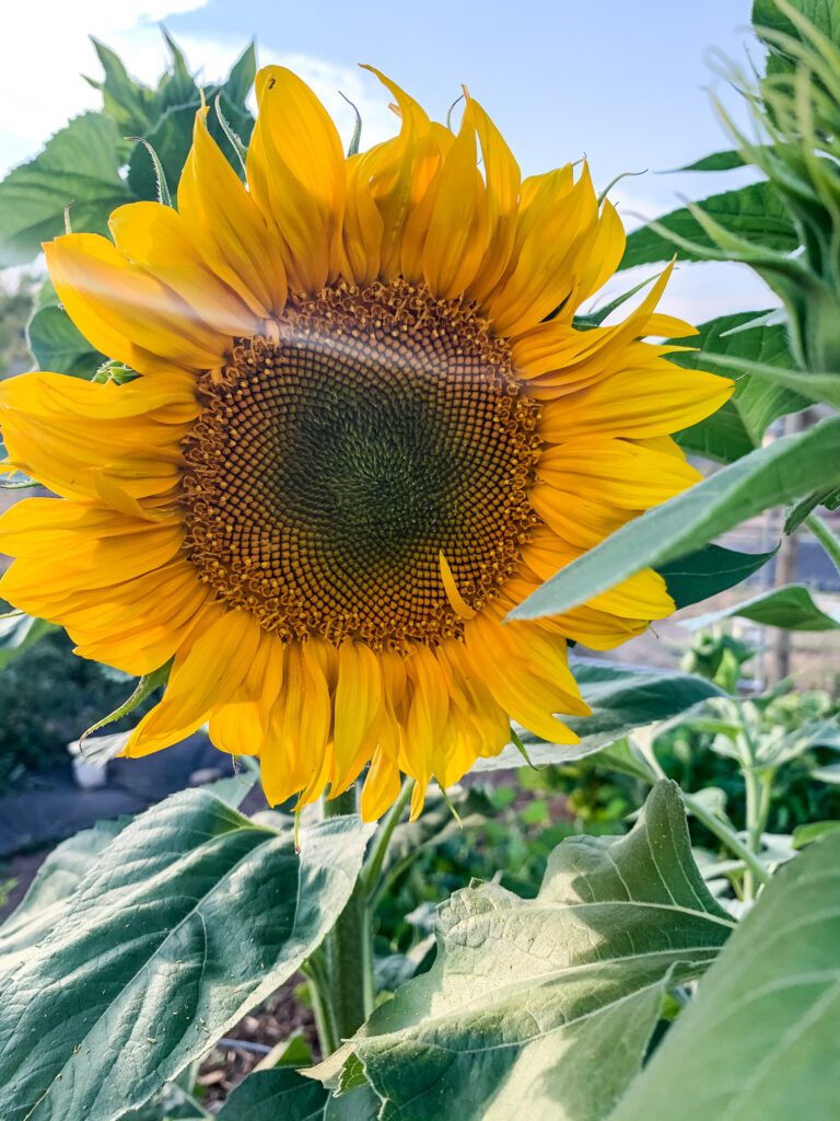 Sunbeams on summer sunflowers