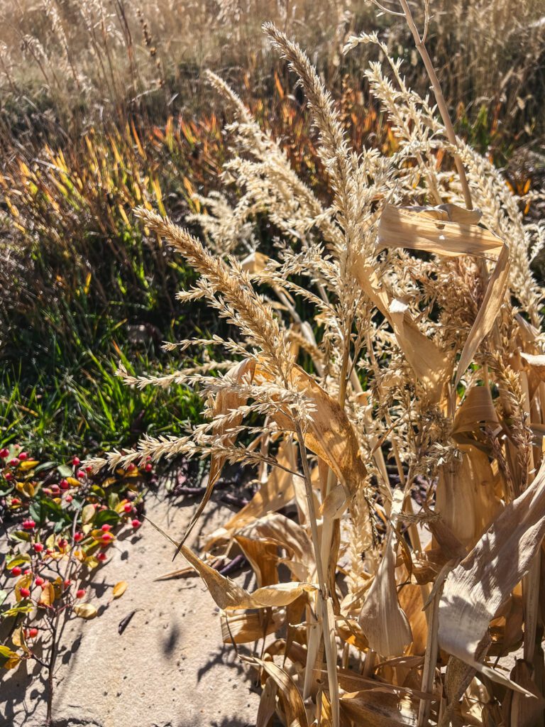 Turning dried corn stalks into a beautiful wreath